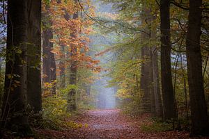 L'automne dans les forêts frisonnes de Gaasterland