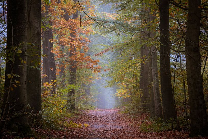 Herfst in de Friese bossen van Gaasterland van Michel Seelen