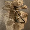 Nature morte aux fleurs en taupe : Le pétale d'hortensia dans la lumière sur Marjolijn van den Berg