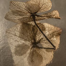 Still life with flowers in taupe: The hydrangea petal in the light by Marjolijn van den Berg