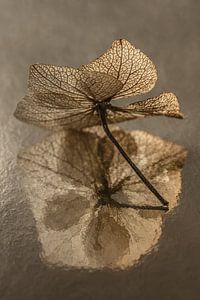 Stillleben mit Blumen in Taupe: Das Hortensienblatt im Licht