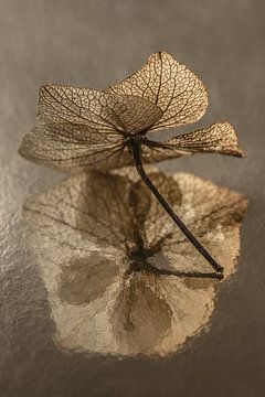Still life with flowers in taupe: The hydrangea petal in the light by Marjolijn van den Berg