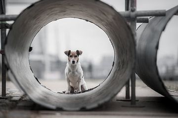 Mijn naam is Bond ..., Heike Willers