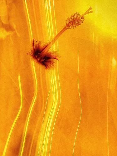 The Birth of “YELLOW “