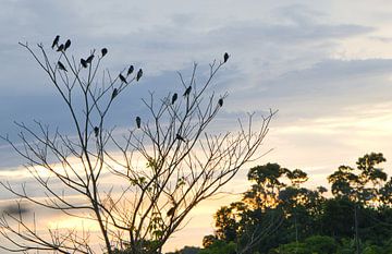Zwaluwen tegen de Surinaamse avondlucht van Natuurpracht   Kees Doornenbal