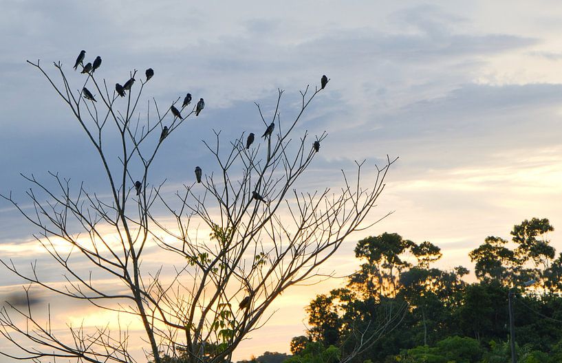 Hirondelles dans le ciel du soir du Surinam. par Natuurpracht   Kees Doornenbal
