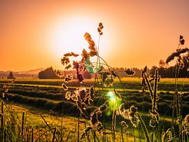 Zonsondergang in het veld