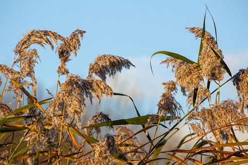 Rietpluimen in de ochtendzon tegen een blauwe lucht