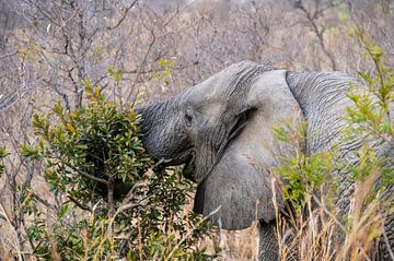 Seine Lieblingsspeise - Elefant im Kruger von Lenneke Maasland