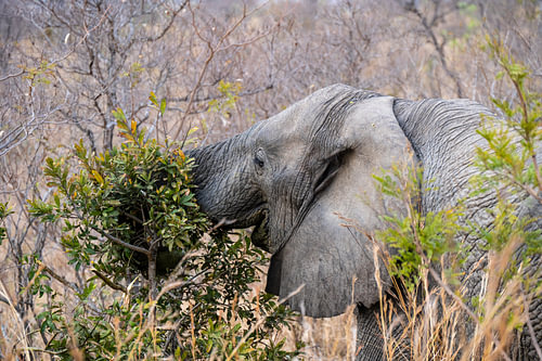 Zijn favoriete maaltijd - Olifant in Kruger