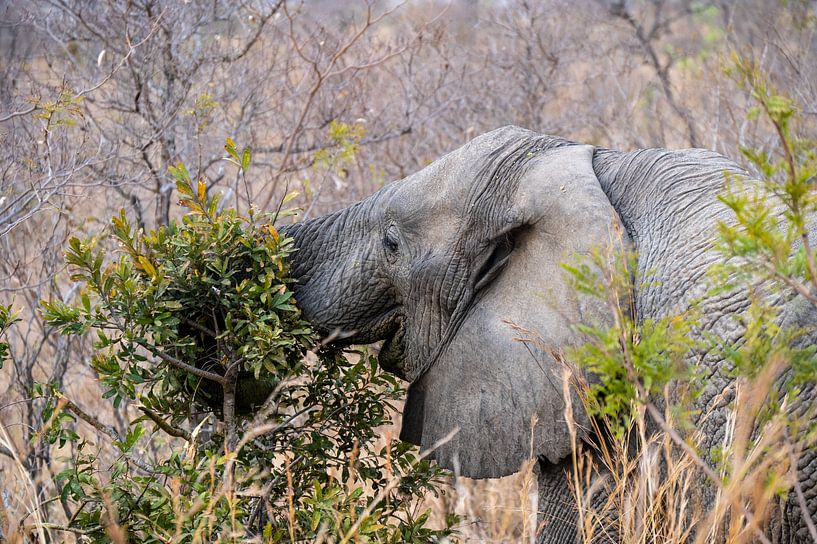 His favourite meal - Elephant in Kruger by Lenneke Maasland