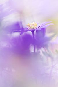 La fleur qui se fane sur Bob Daalder