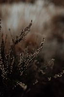 Dark heather