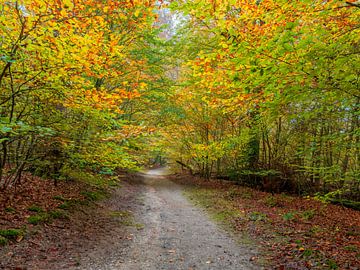 Boslandschap in herfsttooi van eric van der eijk