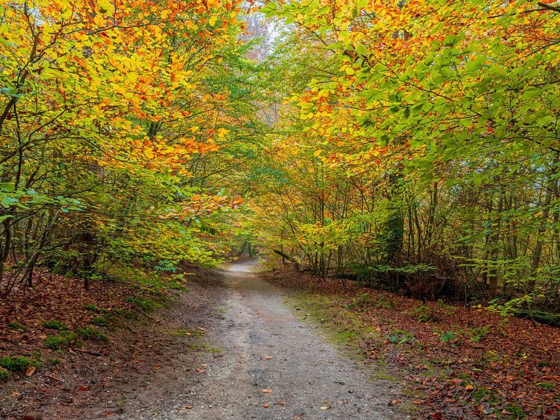 Paysage forestier d'automne par eric van der eijkj