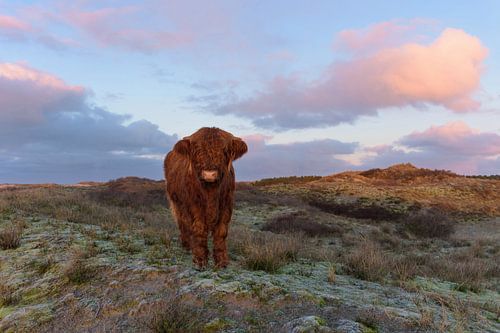 Scottish Highlander Kalb auf Dünenspitze kommt auf mich zu