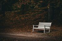 Bench in forest