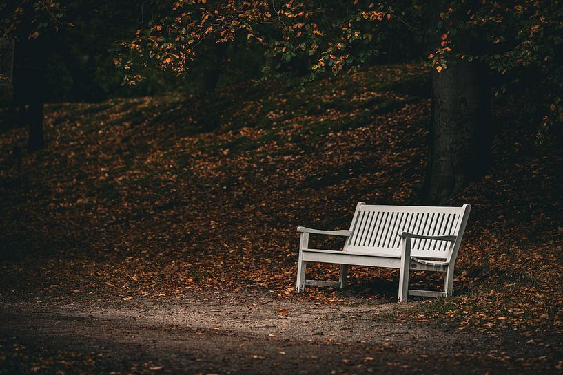 Bench in forest by Kimberley van Eck