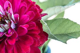 Roze pracht: de Zinnia in volle bloei van Nicole Schmidt