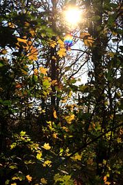 Autumn Sun by Thomas Jäger