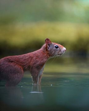 Eichhörnchen im Wasser von Tom Zwerver