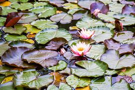 Étang aux nénuphars sur Thomas Heitz