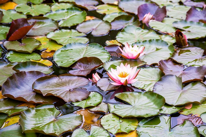 Étang aux nénuphars par Thomas Heitz