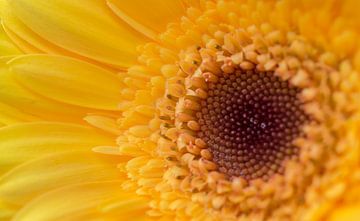 Gele Gerbera