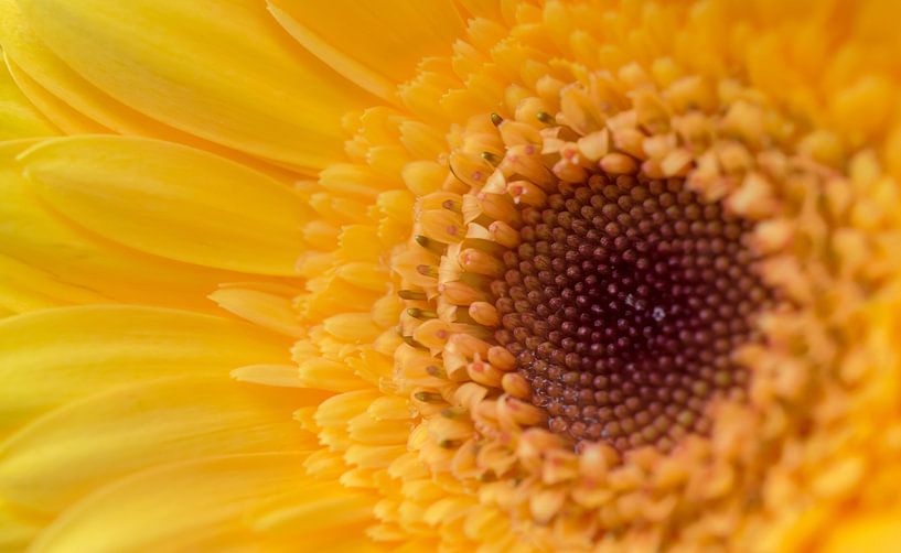 Gele Gerbera von Tashina van Zwam