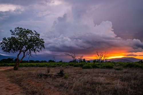 Dramatische zonsondergang in de steppe van Tsavo East in Kenia Afri