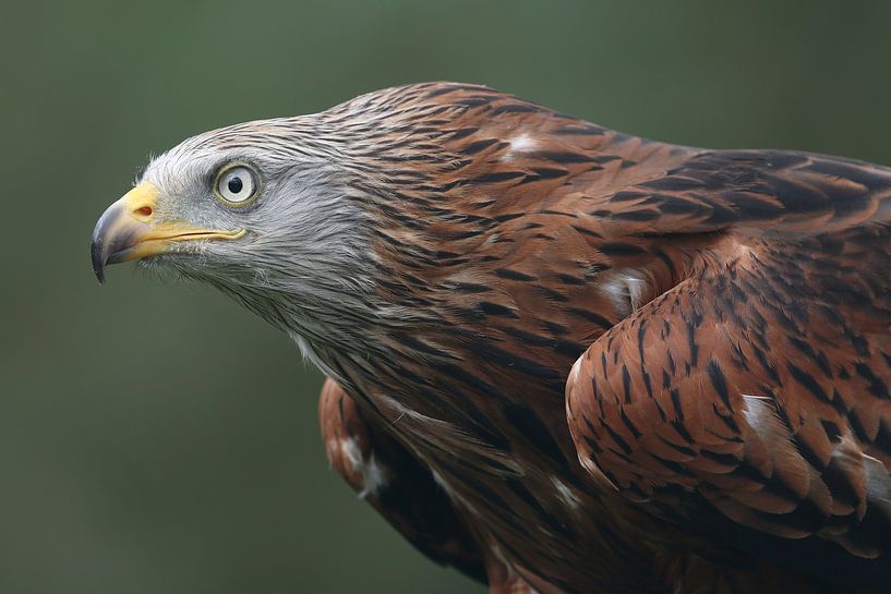 Rotmilan (Milvus milvus) von Ronald Pol
