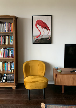 American Flamingo - Teylers Edition - Birds of America, John James Audubon (zonder witrand)