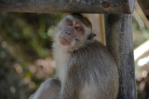 Aapje in Uluwatu, Bali