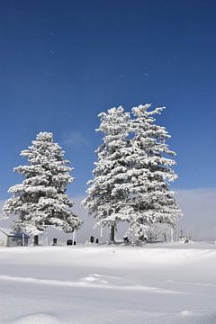 Des épinettes givrée sous un ciel bleu sur Claude Laprise