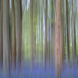 Abstract Hallerbos II van Daan Duvillier | Regio in de Kijker