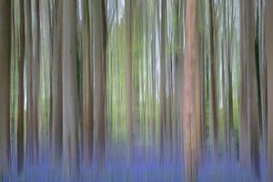 Hasenglöckchen Wald - Abstrakt