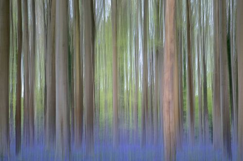 Hasenglöckchen Wald - Abstrakt