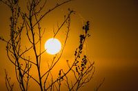 Sonnenuntergang zwischen den Zweigen