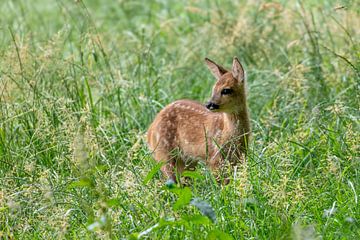 Ree calf in the grass.