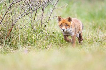 red fox cub von Pim Leijen