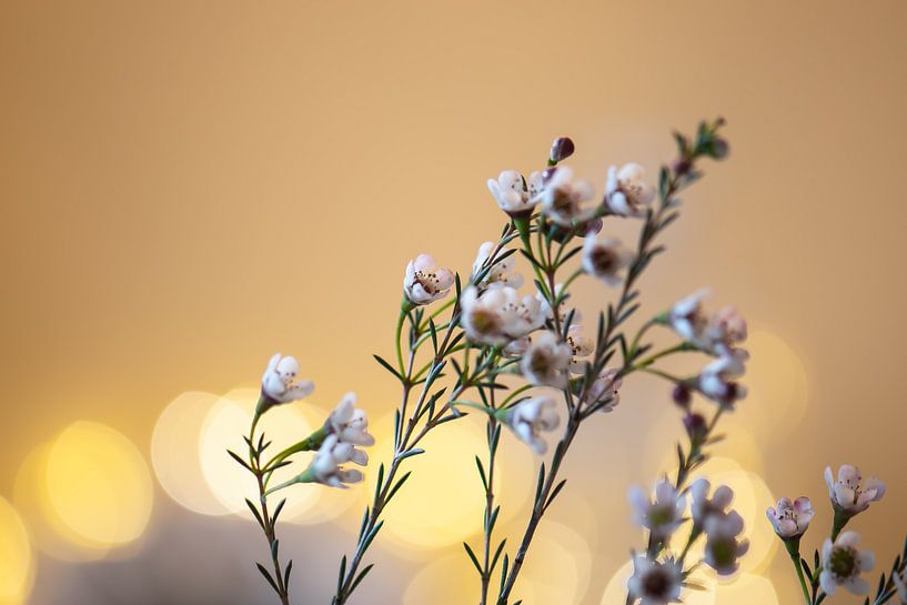 kleine Blumen von Tania Perneel