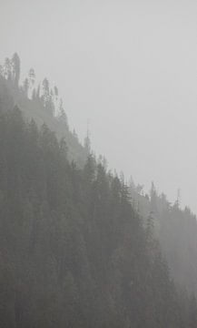 Berg woud in de mist van Steven Langewouters