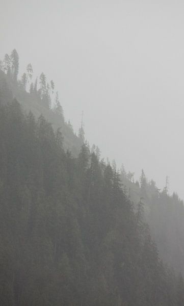 Bergwald im Nebel von Steven Langewouters