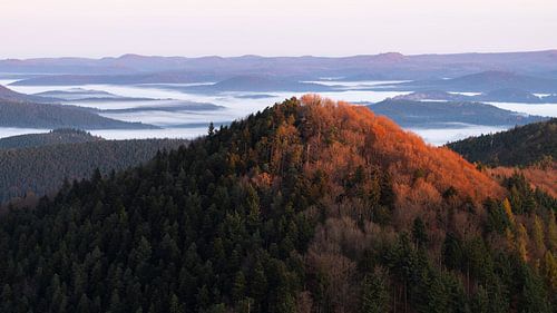 Mistige magie in het Pfälzer Wald