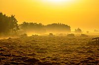 Hollands landschap in de mist