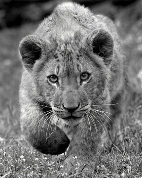 Afrikaanse leeuwenwelpje komt naar je toe in zwart wit van Patrick van Bakkum