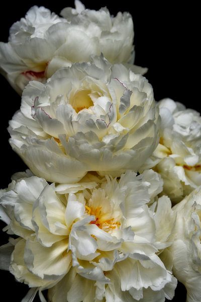 Witte Paeonia van Claudia Moeckel