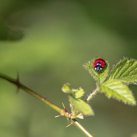 A ladybird on a leaf by Thomas Winters