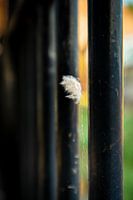 Floating Feather