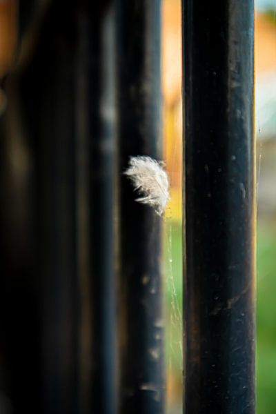 Floating Feather van vdBrink